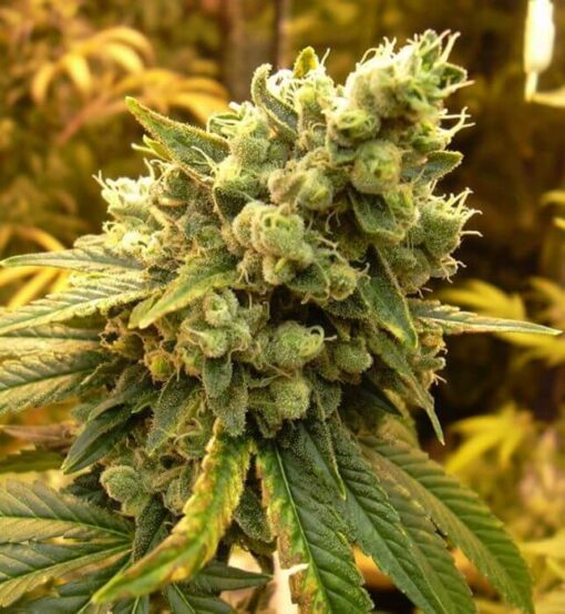 BCN Diesel CBD Feminized Marijuana Seeds | BCN Diesel Strain | The Seed Fair