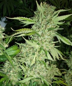 Brazil Amazonia Feminized Cannabis Seeds | Brazil Amazonia | The Seed Fair