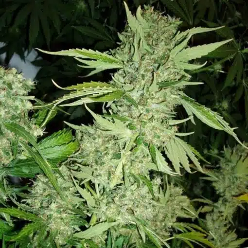 Brazil Amazonia Feminized Cannabis Seeds | Brazil Amazonia | The Seed Fair