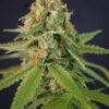 Chupacabra Autoflowering Feminized Marijuana Seeds | Chupacabra | The Seed Fair