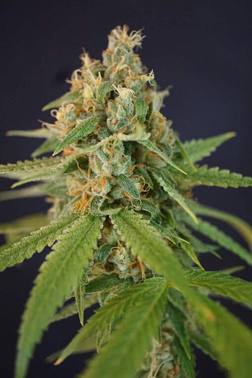 Chupacabra Autoflowering Feminized Marijuana Seeds | Chupacabra | The Seed Fair