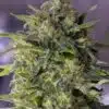 Damnesia Autoflowering Feminized Marijuana Seeds | Damnesia | The Seed Fair