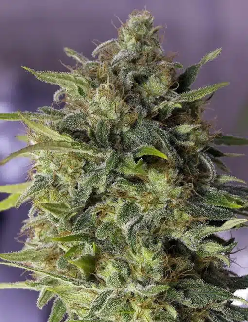 Damnesia Autoflowering Feminized Marijuana Seeds | Damnesia | The Seed Fair