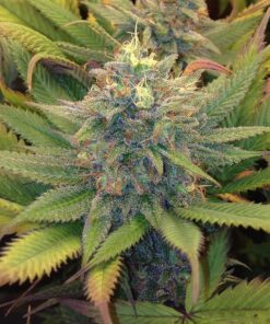 Dedoverde Haze Feminized Cannabis Seeds | Dedoverde Haze | The Seed Fair