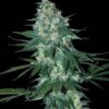 El Alquimista Feminized Cannabis Seeds | EI AIquimista Strain | The Seed Fair