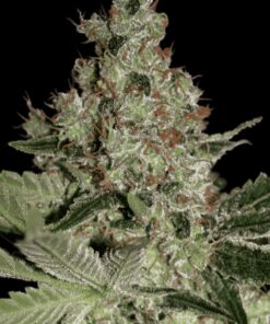 Acid Feminized Cannabis Seeds | Acid Feminized Strain | The Seed Fair