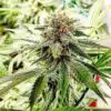 Afghan Hash Plant Feminized Cannabis Seeds | The Seed Fair