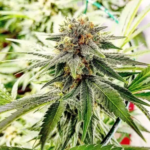 Afghan Hash Plant Feminized Cannabis Seeds | The Seed Fair