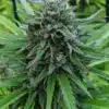 Akorn Feminized Cannabis Seeds | Akorn Feminized Strain | The Seed Fair