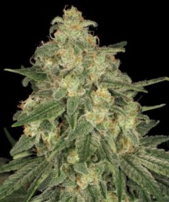 ALLKUSH Formerly Sheherazade Feminized Cannabis Seeds | The Seed Fair