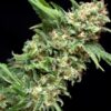 Alpujarrena Feminized Cannabis Seeds | Alpujarrena Strain | The Seed Fair