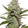 Amsterdam Amnesia Feminized Cannabis Seeds | The Seed Fair