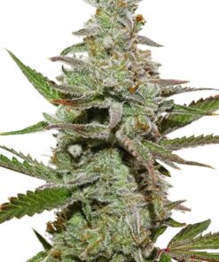 Amsterdam Amnesia Feminized Cannabis Seeds | The Seed Fair