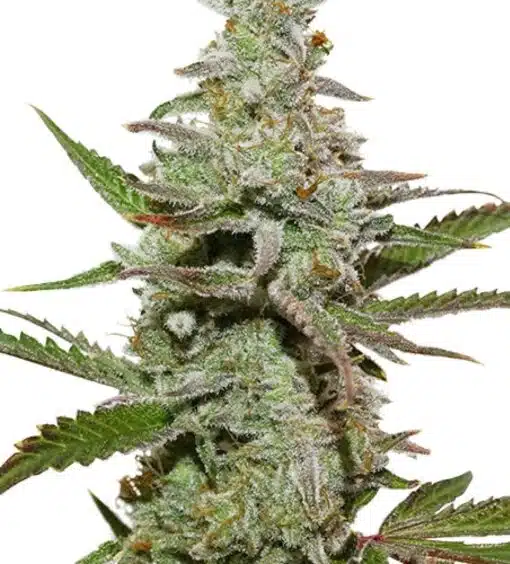 Amsterdam Amnesia Feminized Cannabis Seeds | The Seed Fair