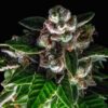 Bakers Delight Feminized Cannabis Seeds | Bakers Delight Strain | The Seed Fair