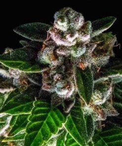 Bakers Delight Feminized Cannabis Seeds | Bakers Delight Strain | The Seed Fair