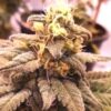 Banana Bomb Feminized Cannabis Seeds | Banana Bomb Strain | The Seed Fair