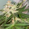 Banana Loaf Feminized Cannabis Seeds | Banana Loaf Strain | The Seed Fair