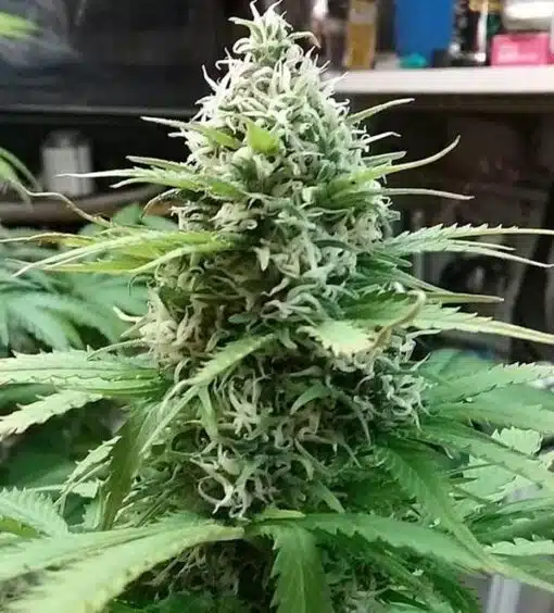 BC Pinewarp Feminized Cannabis Seeds | BC Pinewarp Strain | The Seed Fair