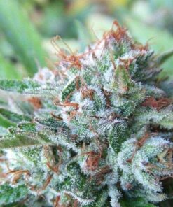 Bellini Feminized Cannabis Seeds | Bellini Feminized Strain | The Seed Fair