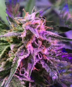 Berry Bomb Feminized Cannabis Seeds | Berry Bomb Strain | The Seed Fair