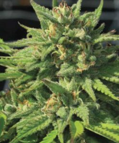 Big Foot Feminized Cannabis Seeds | Big Foot Strain | The Seed Fair