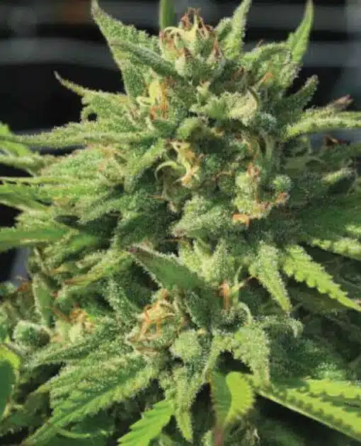 Big Foot Feminized Cannabis Seeds | Big Foot Strain | The Seed Fair