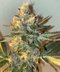 Biscotti 2.0 Feminized Cannabis Seeds | Biscotti 2.0 Strain | The Seed Fair