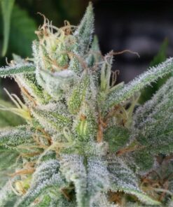 Bloo’s Kloos Autoflowering Feminized Marijuana Seeds | Bloo's Kloos | The Seed Fair