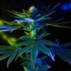 Blue Galaxy Autoflowering Feminized Marijuana Seeds | Blue Galaxy | The Seed Fair