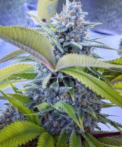 Blue Hash Feminized Cannabis Seeds | Blue Hash Strain | The Seed Fair