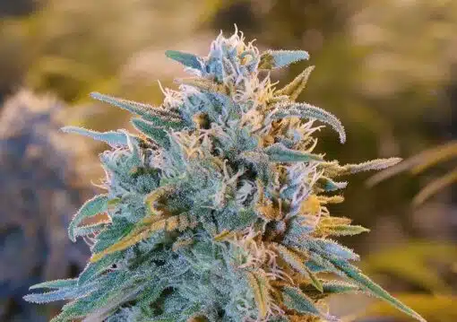 Blue Jay Way Autoflowering Feminized Marijuana Seeds | Blue Jay Way | The Seed Fair
