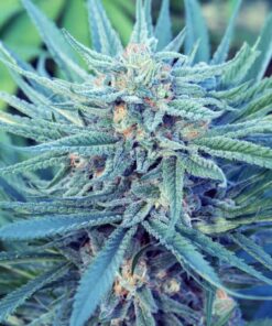 Blue Kiss Autoflowering Feminized Marijuana Seeds | Blue Kiss Strain | The Seed Fair