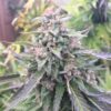 Blue Mystic Autoflowering Marijuana Seeds | Blue Mystic Strain | The Seed Fair