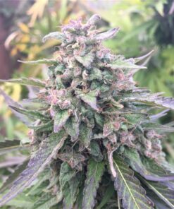 Blue Mystic Autoflowering Marijuana Seeds | Blue Mystic Strain | The Seed Fair