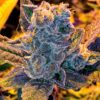 Blue Rhino Feminized Cannabis Seeds | Blue Rhino Strain | The Seed Fair