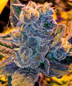 Blue Rhino Feminized Cannabis Seeds | Blue Rhino Strain | The Seed Fair