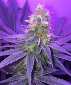 Blueberry Space Cake Autoflowering Feminized Marijuana Seeds | The Seed Fair