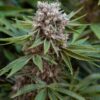 Boss Hogg Feminized Cannabis Seeds | Boss Hogg Strain | The Seed Fair