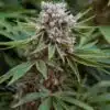 Boss Hogg Feminized Cannabis Seeds | Boss Hogg Strain | The Seed Fair