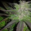Bubba 76 Feminized Cannabis Seeds | Bubba 76 Strain | The Seed Fair