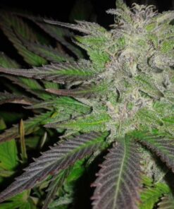 Bubba 76 Feminized Cannabis Seeds | Bubba 76 Strain | The Seed Fair