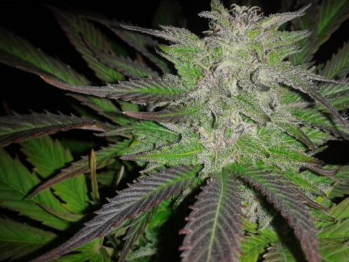 Bubba 76 Feminized Cannabis Seeds | Bubba 76 Strain | The Seed Fair