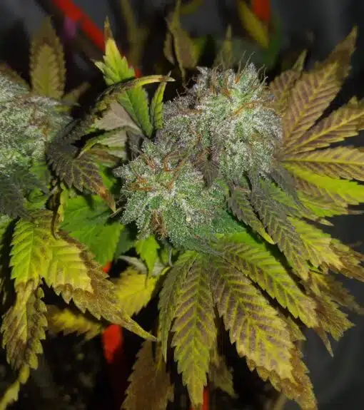 Bubble Bomb Feminized Cannabis Seeds | Bubble Bomb Strain | The Seed Fair