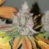 BubbleG Feminized Cannabis Seeds | BubbleG Feminized Strain | The Seed Fair