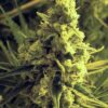 Chicle (aka BubbleDawg) Feminized Cannabis Seeds | The Seed Fair