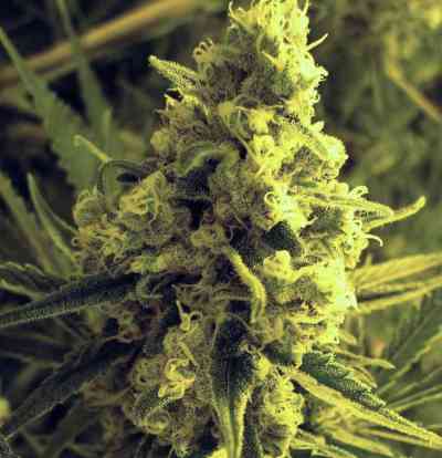 Chicle (aka BubbleDawg) Feminized Cannabis Seeds | The Seed Fair