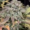 Bubblegummer Feminized Cannabis Seeds | Bubblegummer Strain | The Seed Fair