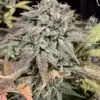 Bubblegummer Feminized Cannabis Seeds | Bubblegummer Strain | The Seed Fair