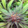 Burmese Kush Autoflowering Marijuana Seeds | Burmese Kush Strain | The Seed Fair